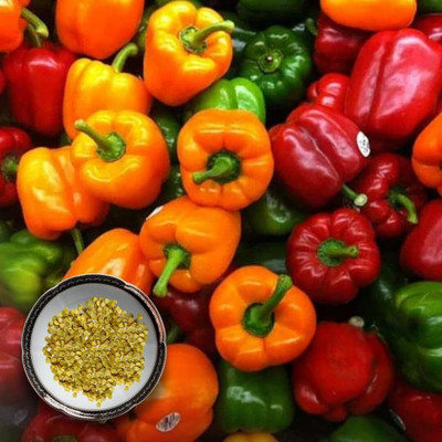 green paradise Capsicum Mix F1 Hybrid Seeds Pack Seed(1 per packet)