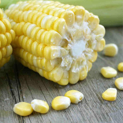 KNESSiN Yellow Corn Seed(1250 per packet)