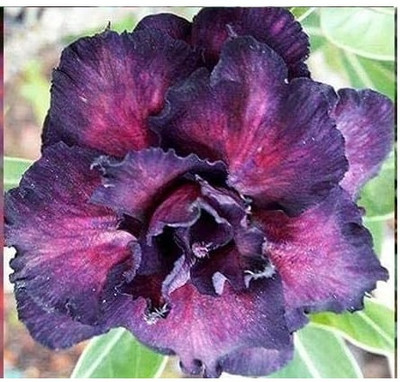 Qualtivate NBIR-624 Mixed 9 Types Double Desert Rose Seeds Seed(30 per packet)