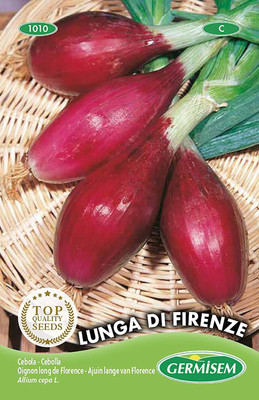 CYBEXIS Lunga di Firenze Onion Seeds2000 Seeds Seed(2000 per packet)