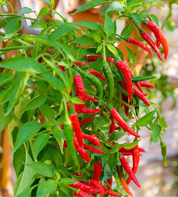Qualtivate PUA-9A Red Cayenne Chilli Pepper Seed(300 per packet)