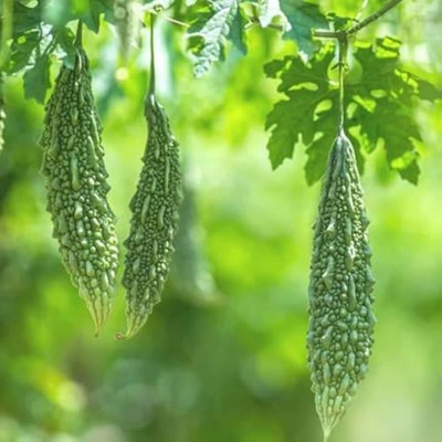 VEDHAHI Bitter Guard Seed(20 per packet)