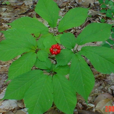 KNESSiN Panax Ginseng,, Hardy Rare[400 Seeds] Seed(400 per packet)