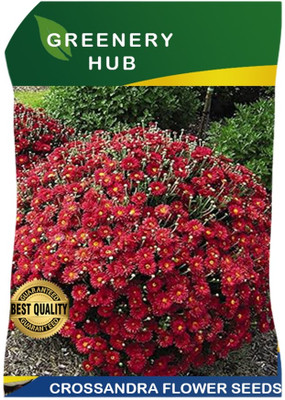 Greenery Hub Crossandra Flower Seeds - Vibrant Blooms for Every Garden Seed(50 per packet)