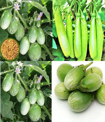 ibains Organic brinjal seeds beez 26 Seed(56 per packet)