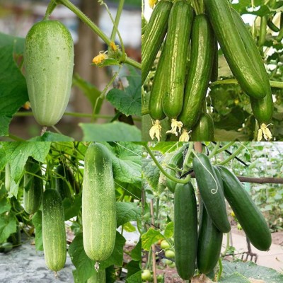 ibains Hybrid cucumber seeds Kakari sosa seeds pack of 78 Seed(78 per packet)