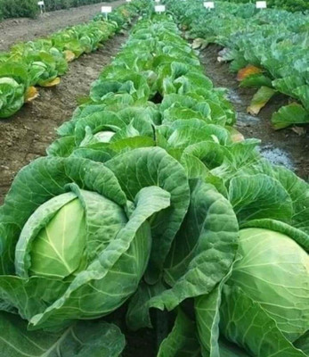 JDM Store cabbage Seed(40 per packet)