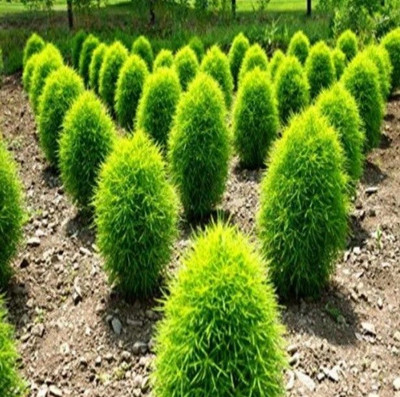 Avysa Kochia Bush Green Seeds- HYBRID Seed(5 per packet)