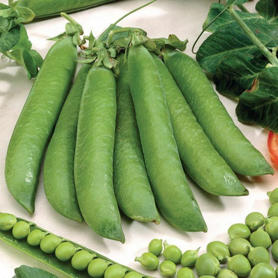 Quentova Super Sweet Peas-GBPUT-10B Seed(20 per packet)