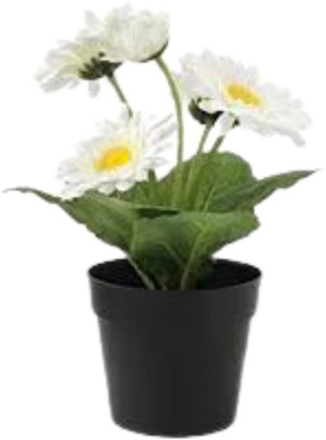 Aywal Hybrid Gerbera Seeds for All Season Gardening Seed(70 per packet)