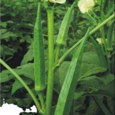 Quentova Okra Lady Finger /Green Okra Seeds-LTK-11L Seed(200 per packet)