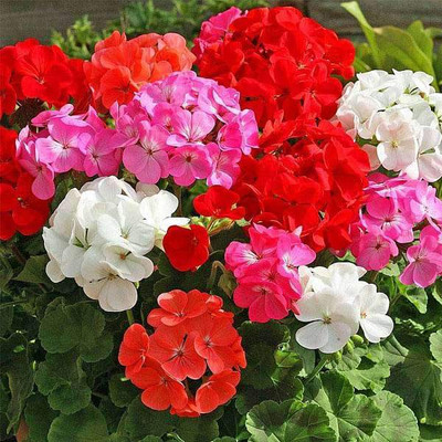 Biosnyg Geranium Pacific Mixed Color - Flower Seeds-[50 Seeds] Seed(50 per packet)