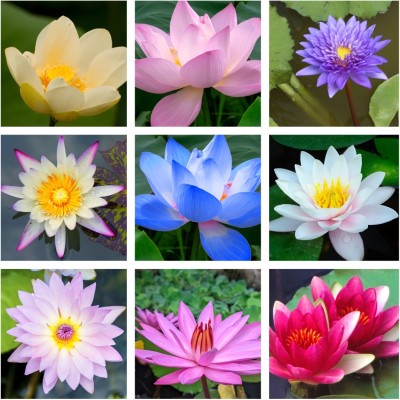 Seedsilk Lotus Flower Rainbow Colour Seeds For Planting Seed(10 per packet)