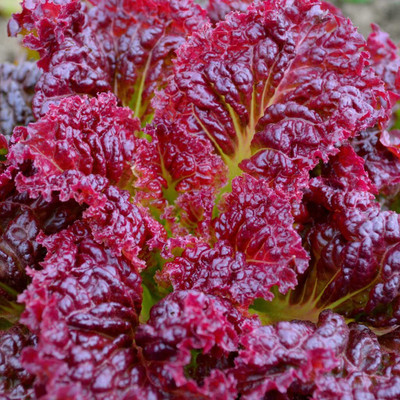 Aywal Round Lettuce Iceberg Vegetable Seed(175 per packet)