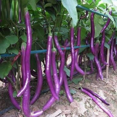 KNESSiN Chinese Brinjal Long F1 Hybrid Vegetable ( Seeds) Seed(5000 per packet)