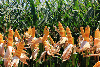 Kodali F1 Hybrid Corn Seeds Pack Of 37 Seed(37 per packet)