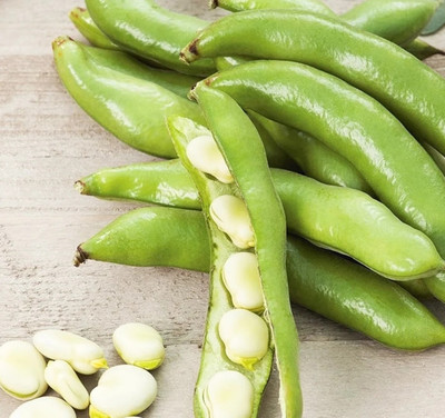 WANCY BROAD BEAN HANGDOWN Seed(40 per packet)