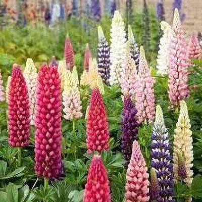 MAA Lupin Seed(10 per packet)