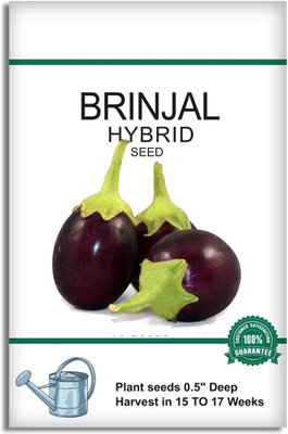 KNESSiN Brinjal Hybrid Vegetable Seed for Gardening (400 Seeds) Seed(400 per packet)