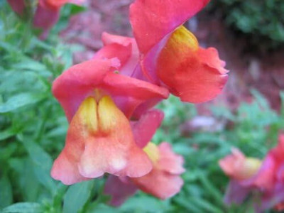 CRGO ANTIRRHINUM Seed(175 per packet)