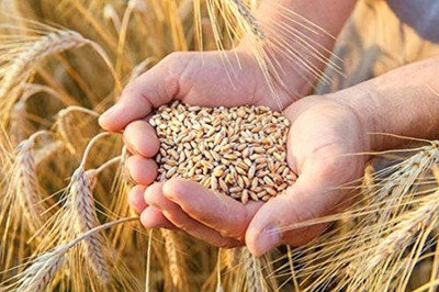 KNESSiN Wheatgrass Microgreen Seeds Non-GMO Wheat Grass Seed(1000 per packet)