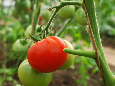 Oliver tomato Seed(145 per packet)