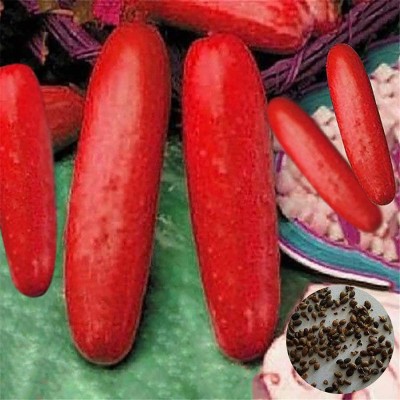 CYBEXIS Red Cucumber Seeds500 Seeds Seed(500 per packet)