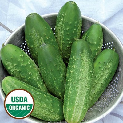 Quentova Russian Pickling Cucumber Seeds-PUA-77G Seed(250 per packet)