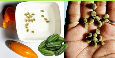 GREENSEA Hybrid Pointed Gourd, Parwal, Potol Seed(24 per packet)
