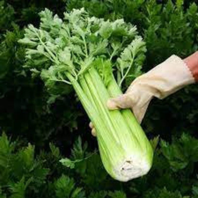 Quentova Herb Celery Pascal Rare Natural Heirloom-6V-RXI Seed(100 per packet)