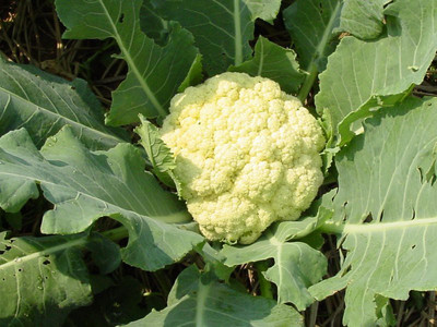 CYBEXIS CANTEN Cauliflower Variety1000 Seeds Seed(1000 per packet)