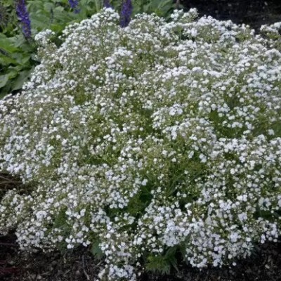 Aro Gypsophila Seed(122 per packet)