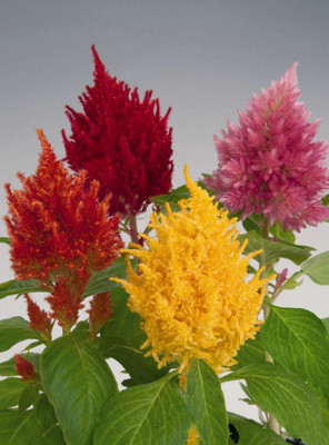 ZIXA Celosia Fresh Look Mix Seed(20 per packet)