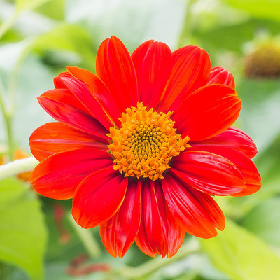 VibeX NDIR-51 - Mexican Sunflower Red Flower - (1350 Seeds) Seed(1350 per packet)