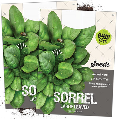 WILLVINE Large Leaf Sorrel (Rumex acetosa)-2 x Packet Seed(200 per packet)