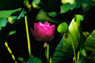 Shudh Online lotus,kamal gatta Seed(12 per packet)