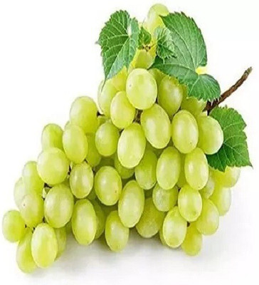Quentova अंगूर के बीज Green Grapes Fruit-VISHVA-5F Seed(50 per packet)