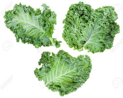 KNESSiN Kale Curly Cabbage Seed(500 per packet)