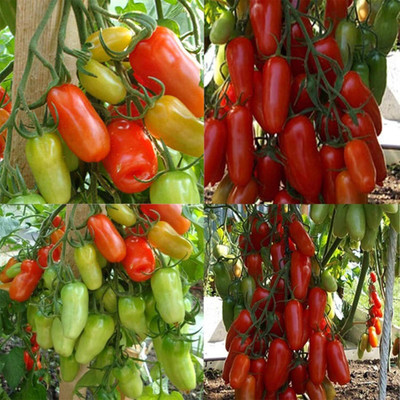 KNESSiN VXI-81 R.K.T Tomato Seed(200 per packet)