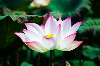 Shudh Online lotus,kamal gatta Seed(13 per packet)