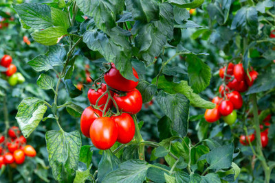Around Creation tomato Seed(115 per packet)