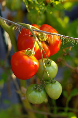 Around Creation tomato Seed(85 per packet)