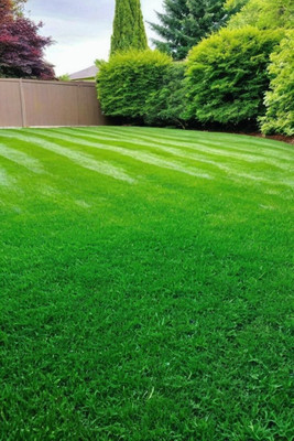 NurseryFriends Best quality Mexican lawn grass seeds, durva grass seeds Seed(12200 per packet)