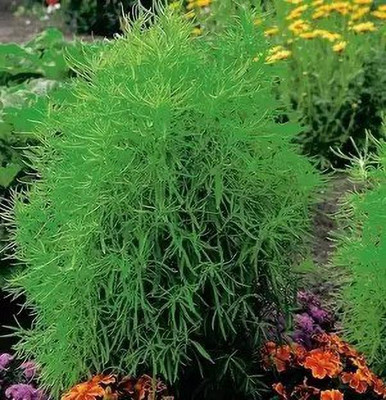 MAA Kochia Grass Seed(73 per packet)