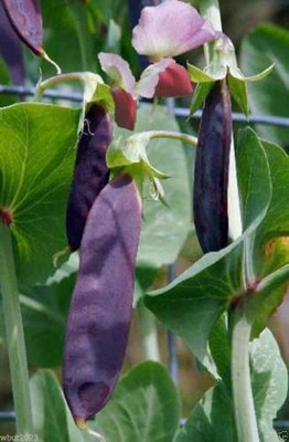 VibeX ® RXI-593 Snow Pea Seeds, Purple Pods Seed(50 per packet)