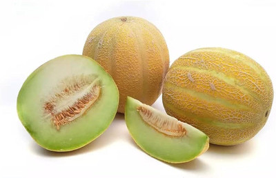 BDSresolve Rock Melon Seeds PACK OF 63 Seed(63 per packet)