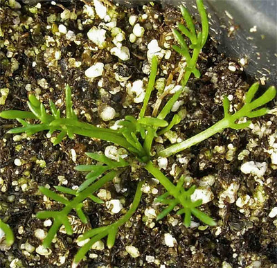 CYBEXIS NBIR-25 - Roman Chamomile Anthemis nobilis - (250 Seeds) Seed(250 per packet)