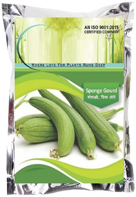 CYBEXIS XLL-69 - Sponge Gourd F1 White Long - (100 Seeds) Seed(100 per packet)