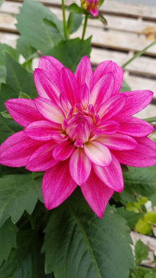 Lorvox Giant Dahlia Flowered Viola Mix Flower Seed(14 per packet)