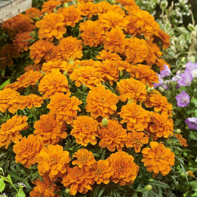 CYBEXIS XLR-40 - French Marigold Tangerine - (2250 Seeds) Seed(2250 per packet)